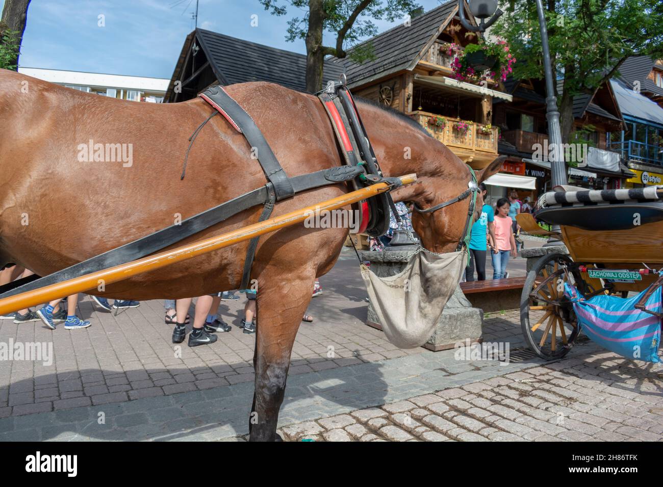 Zakopane, Poland - August 6, 2019 : Horse carriage waiting for the tourists on the Krupowki street in Zakopane in the summer. Harnessed horses. Touris Stock Photo