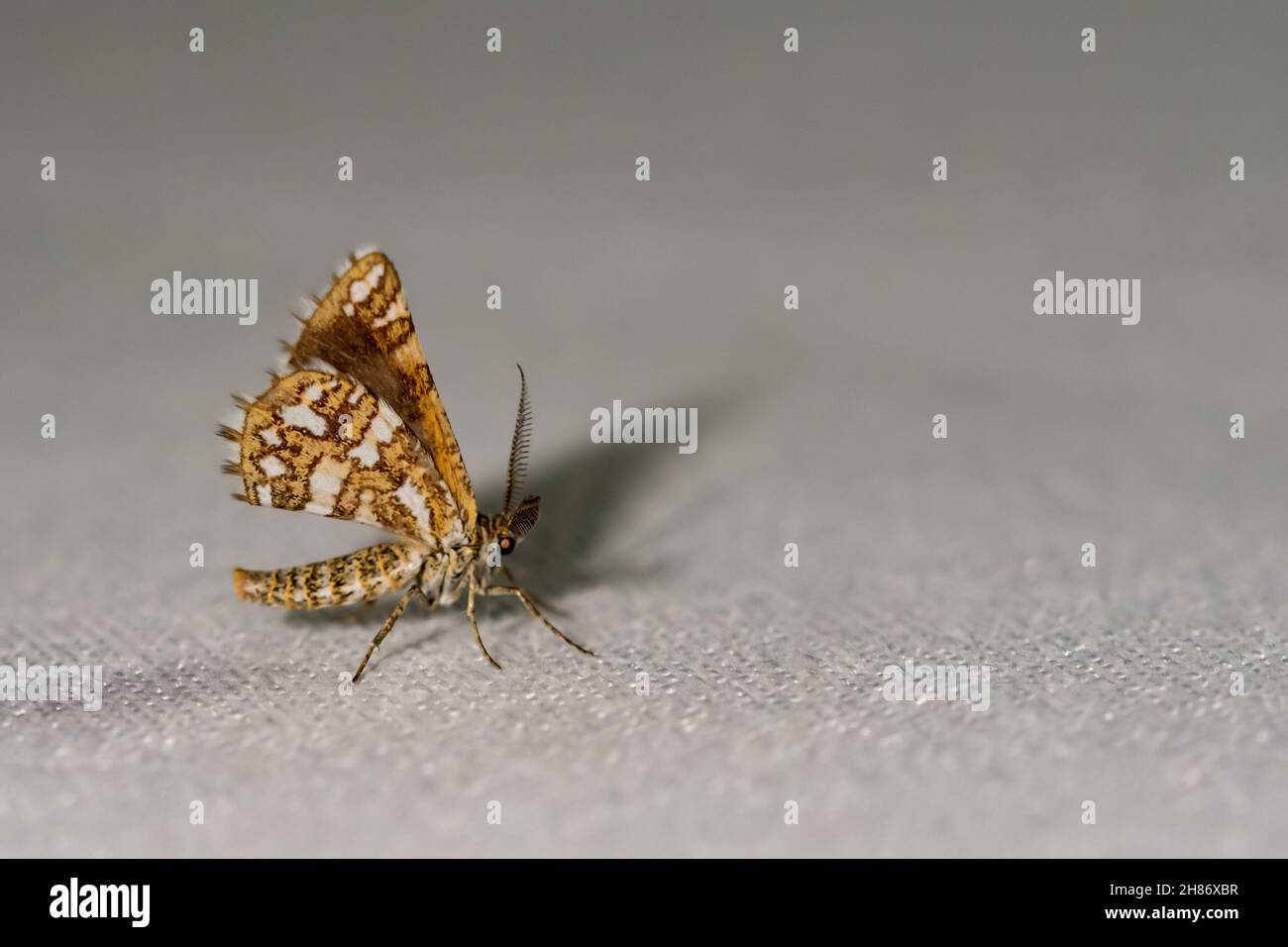 Night butterflies or moths in their environment. Stock Photo