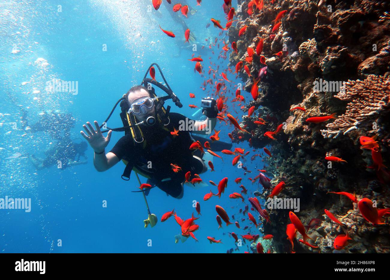 Diving in the Red Sea in Egypt, beautiful coral reef with hundreds of coral fish. Scuba diver filming the reef under water, extreme sport background Stock Photo