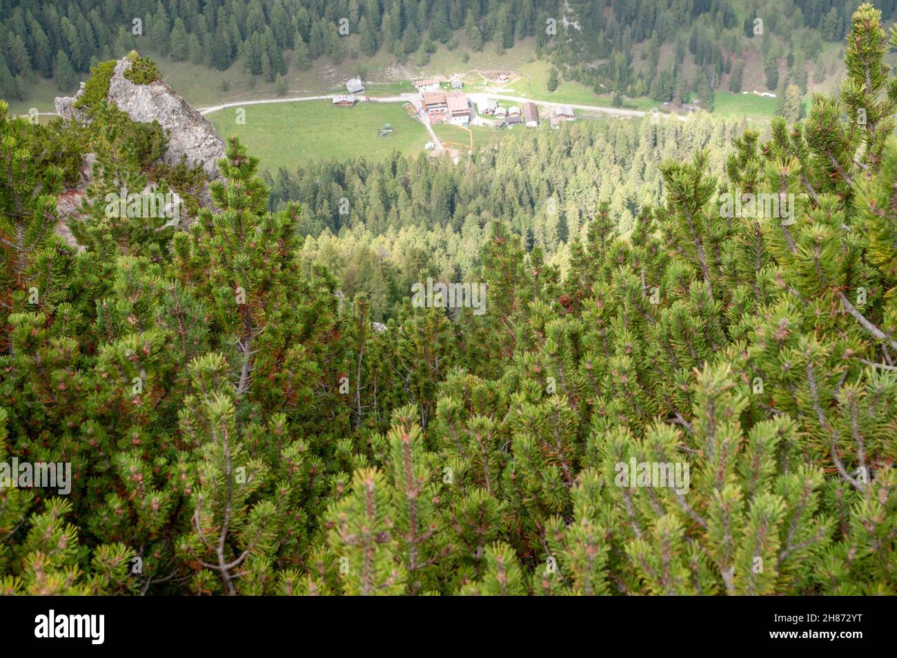 Swiss mountain pine (Pinus mugo) known as creeping pine, dwarf mountainpine, mugo pine, mountain pine or scrub mountain pine is a species of conifer, Stock Photo