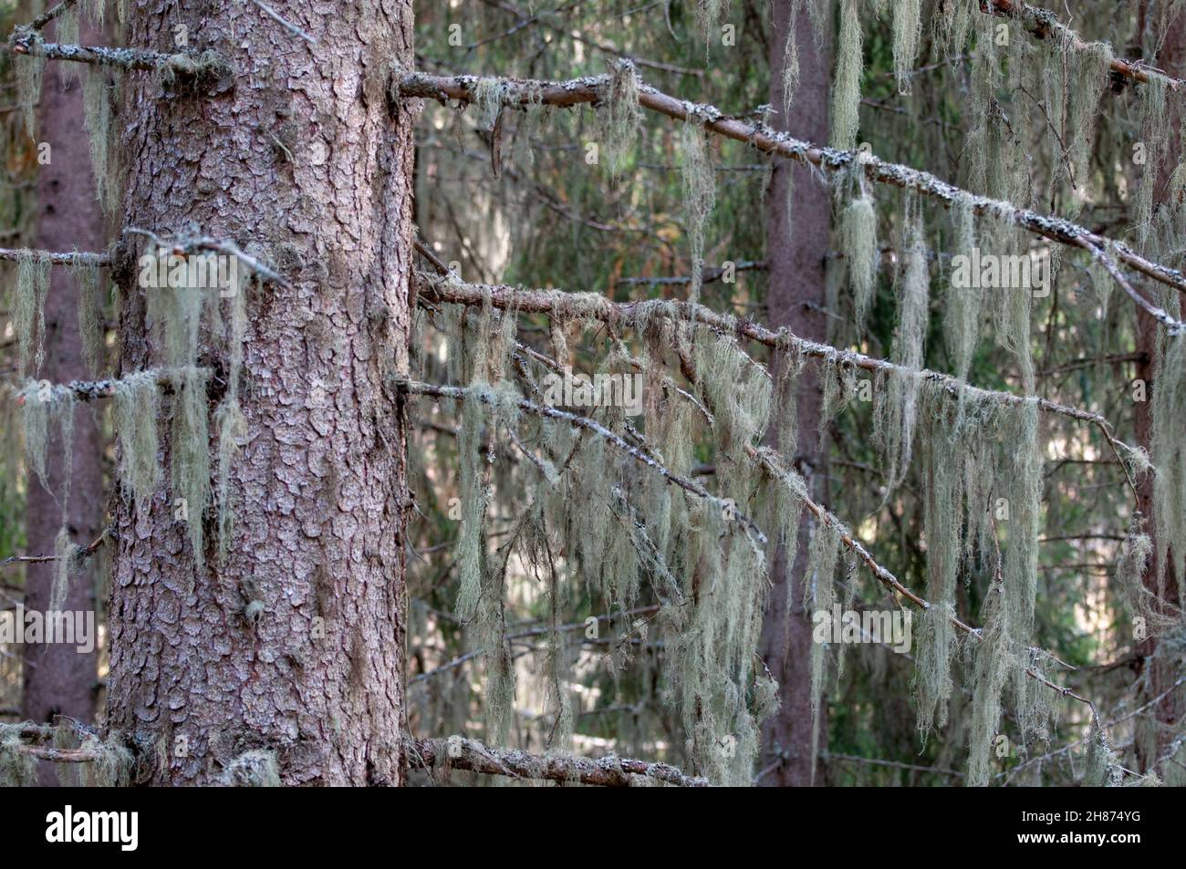 Spanish moss (from the Bromeliaceae family) draped over pine tree branches. This plant uses trees or rocks for support. It does not harm the tree, so Stock Photo
