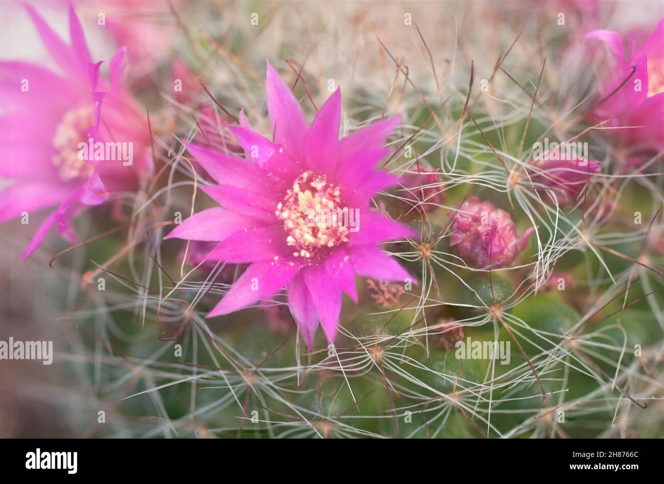 Flowering Bristle brush cactus (Mammillaria spinosissima) AKA  spiny pincushion cactus native to central Mexico Stock Photo