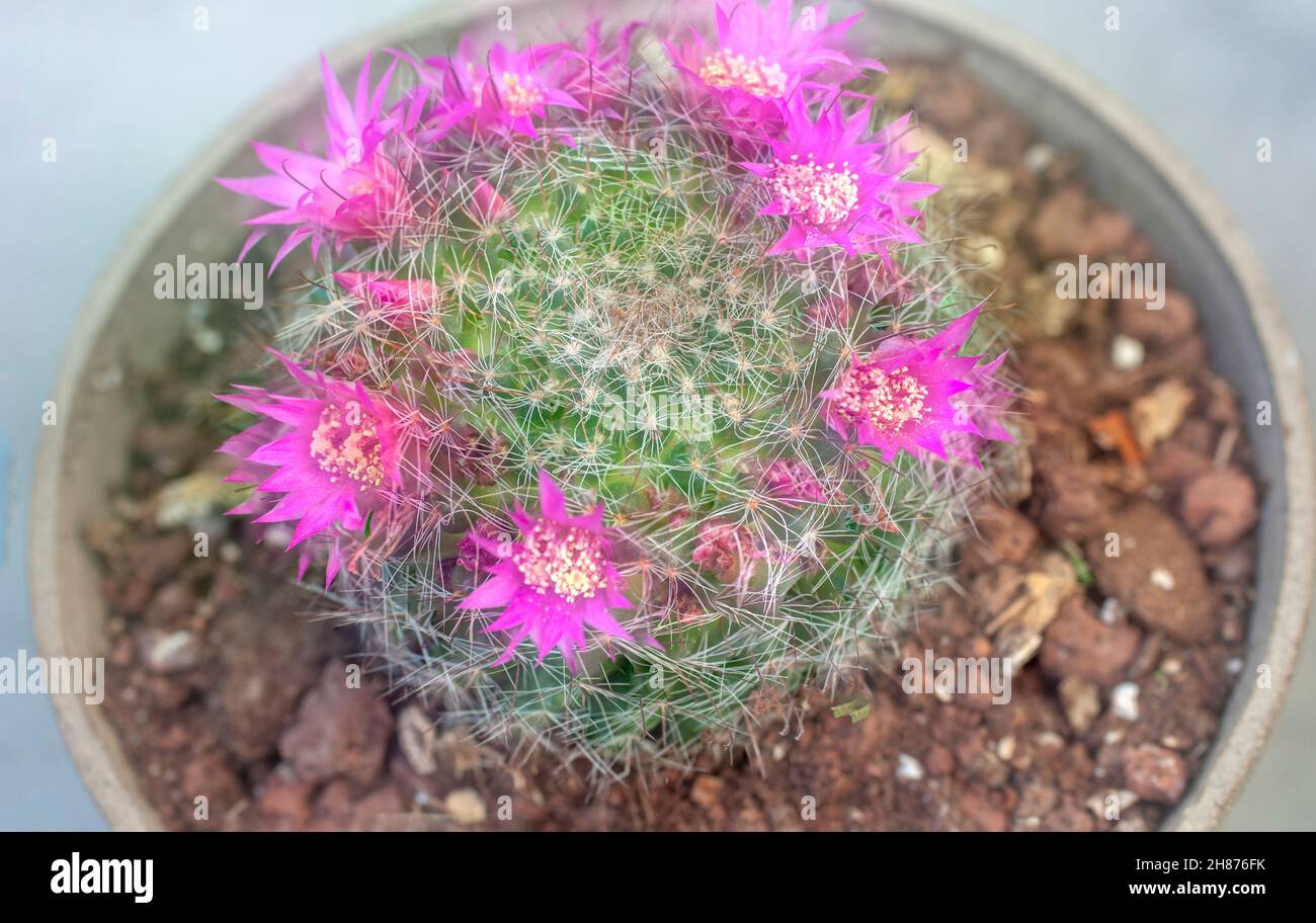 Flowering Bristle brush cactus (Mammillaria spinosissima) AKA spiny