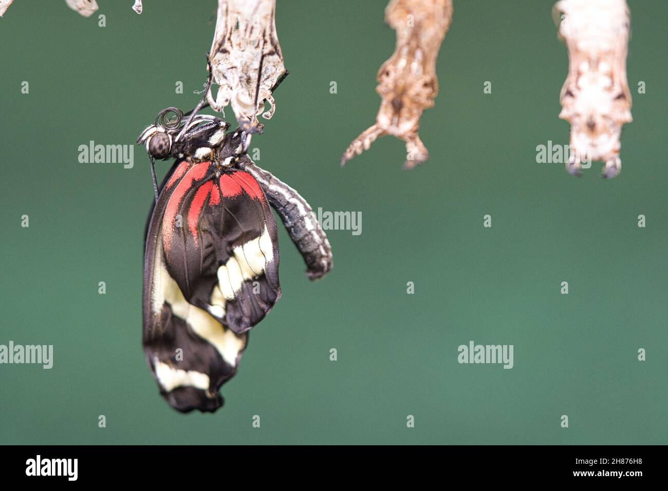 Butterfly hatching from its cocoon. A new insect life arises. great to