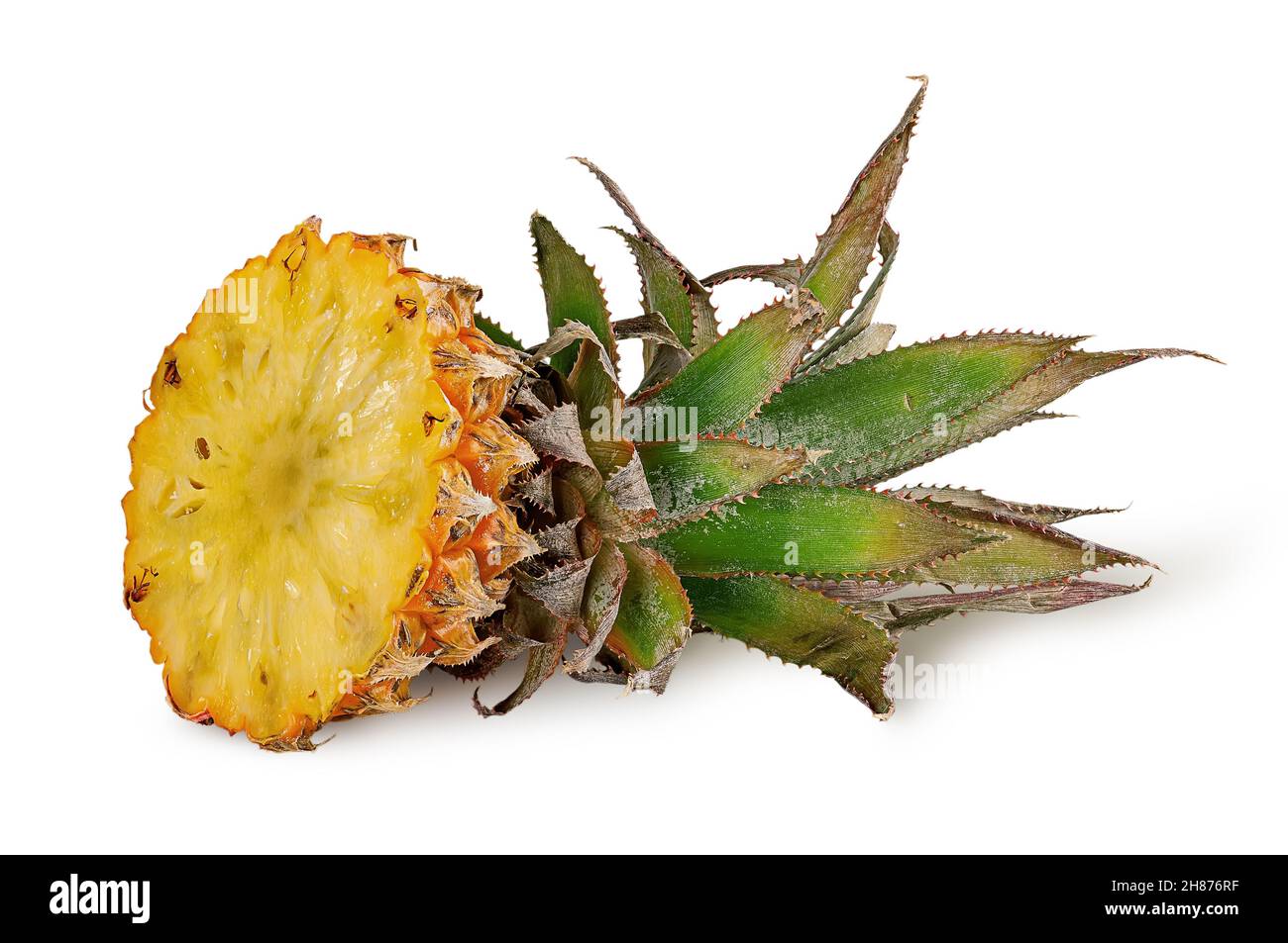 Pineapple top with green leaves isolated on white background Stock Photo
