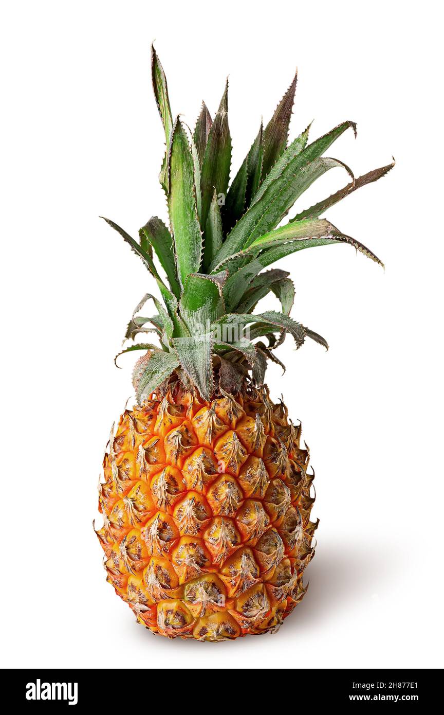 Single pineapple stands isolated on a white background Stock Photo