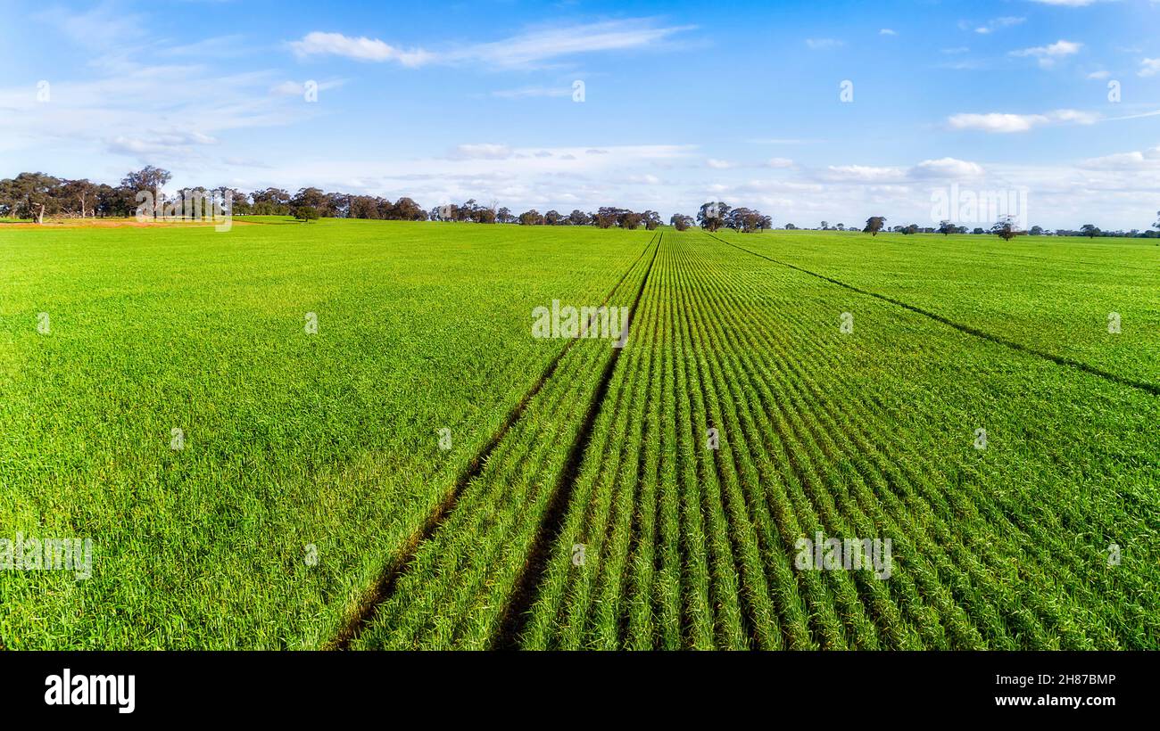 Flat corn fields with groing corn plants on plains of Victorian farm in