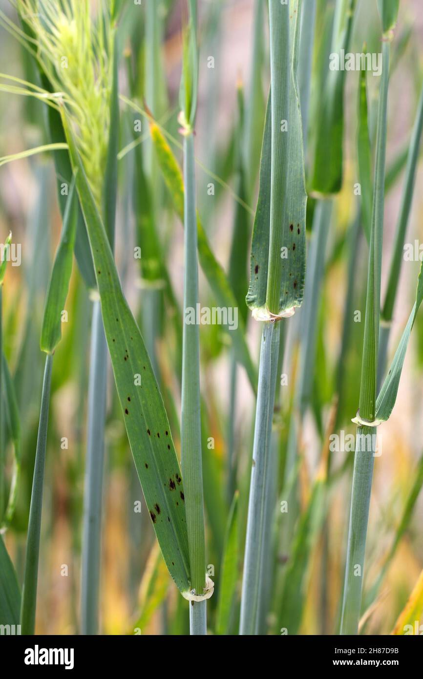 Net blotch of barley -fungal disease on barley. Stock Photo