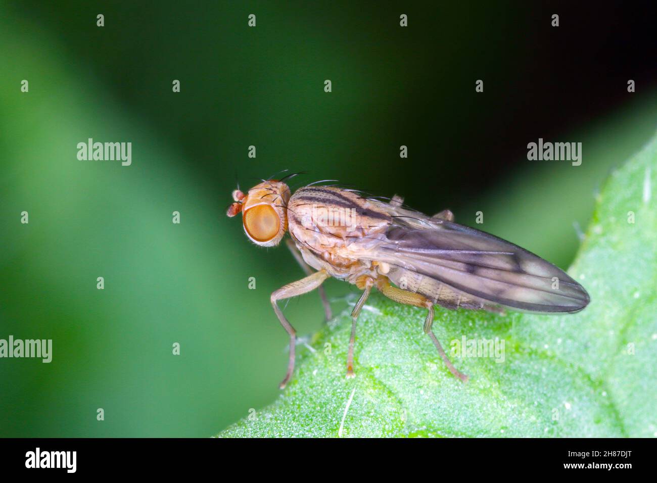 The genus Geomyza of the family Opomyzidae. Are phytophagous insects. In the photo, flies on cereals. Stock Photo