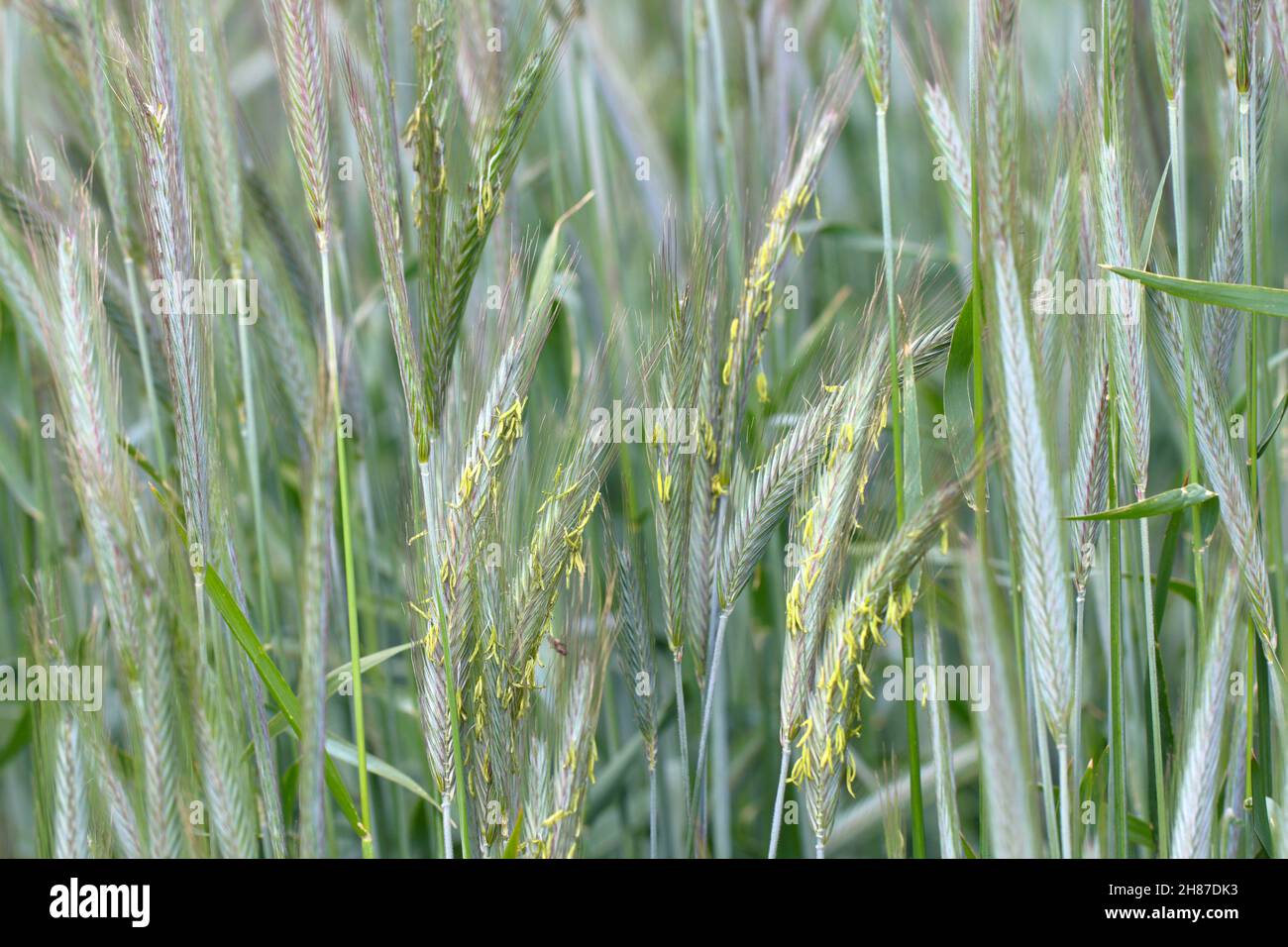 Flowering Secale rye (Secale cereale) ears, crop on farmland. Stock Photo