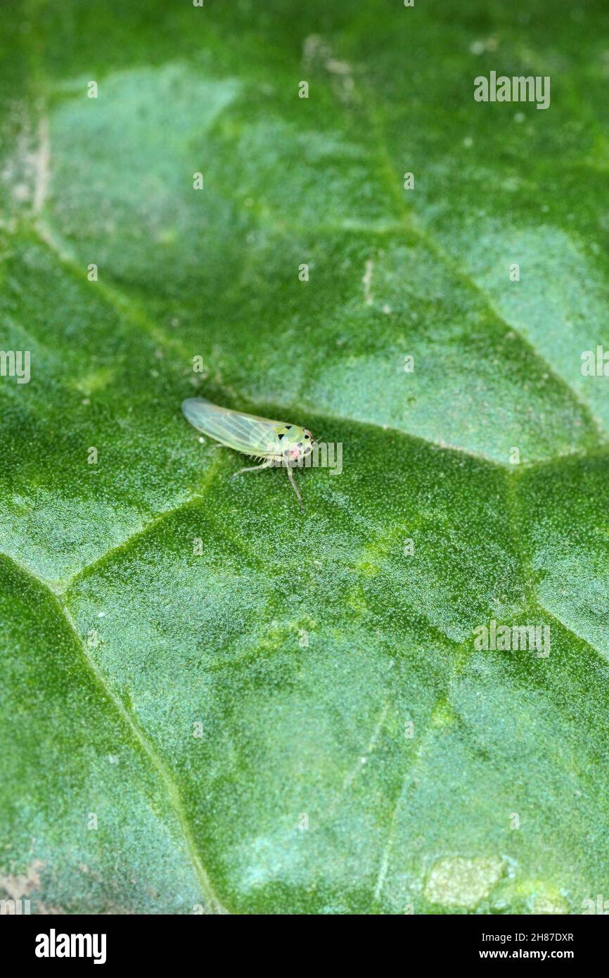 Leafhopper Macrosteles laevis on a leaf. Stock Photo