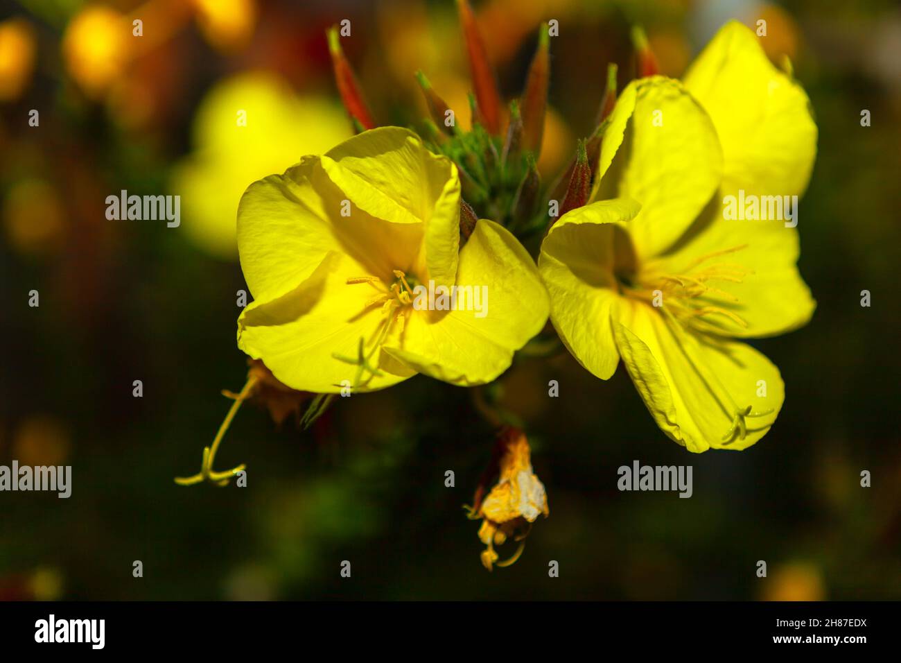 Flowers in the night . Yellow flowers bloom at night Stock Photo - Alamy