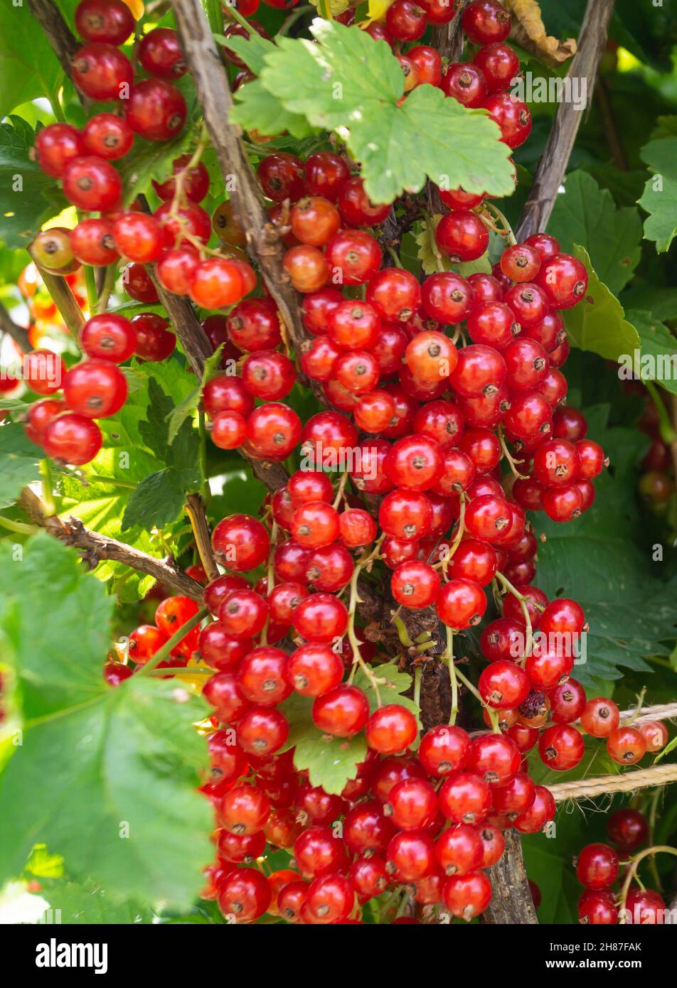 The Branch of the red currant on background green sheet. Natural background with ripe berry at year day in garden Stock Photo