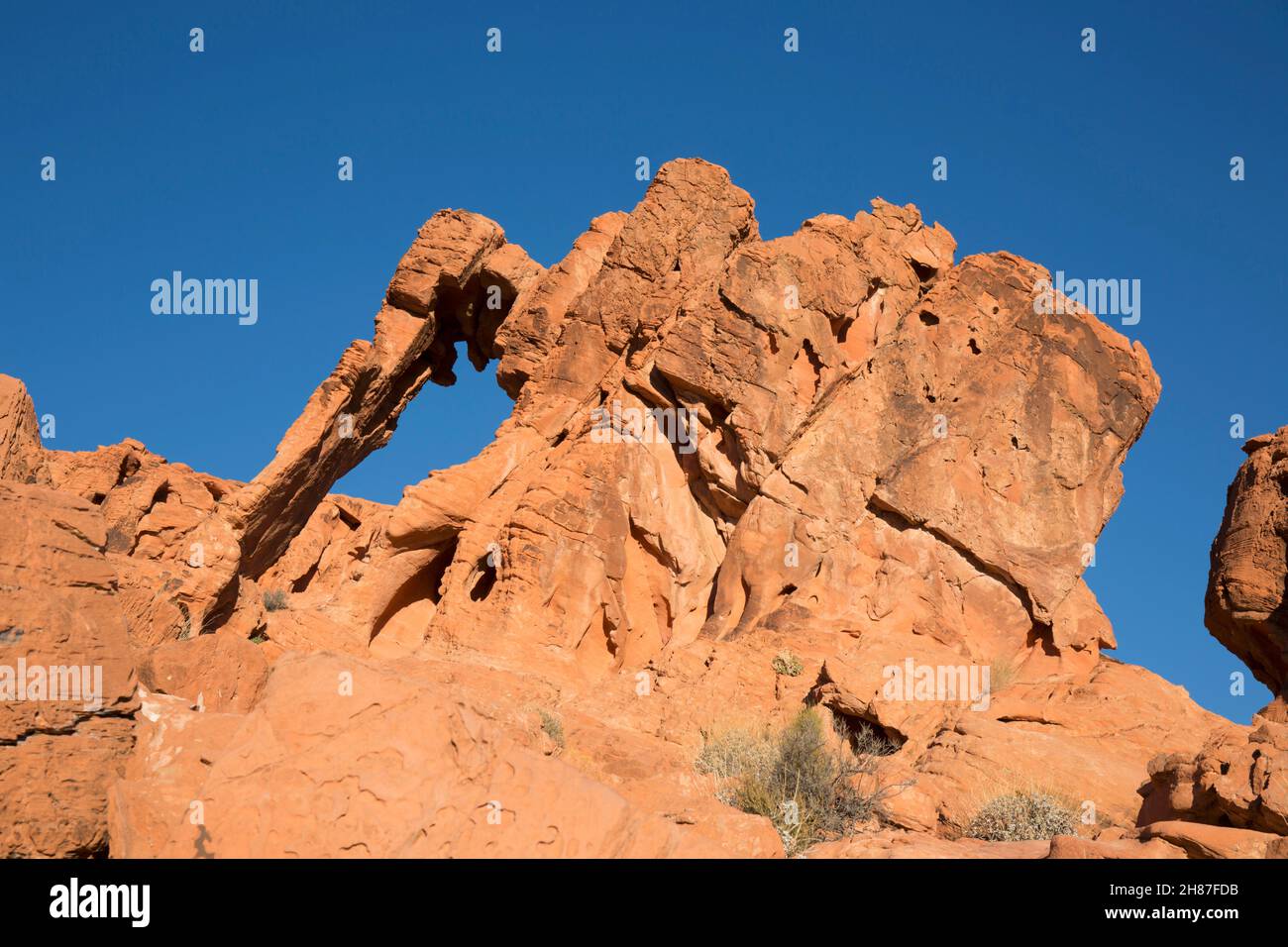 Valley of Fire State Park, Nevada, USA. Elephant Rock, an iconic sandstone outcrop forming a natural arch, lit by bright early morning sunshine. Stock Photo