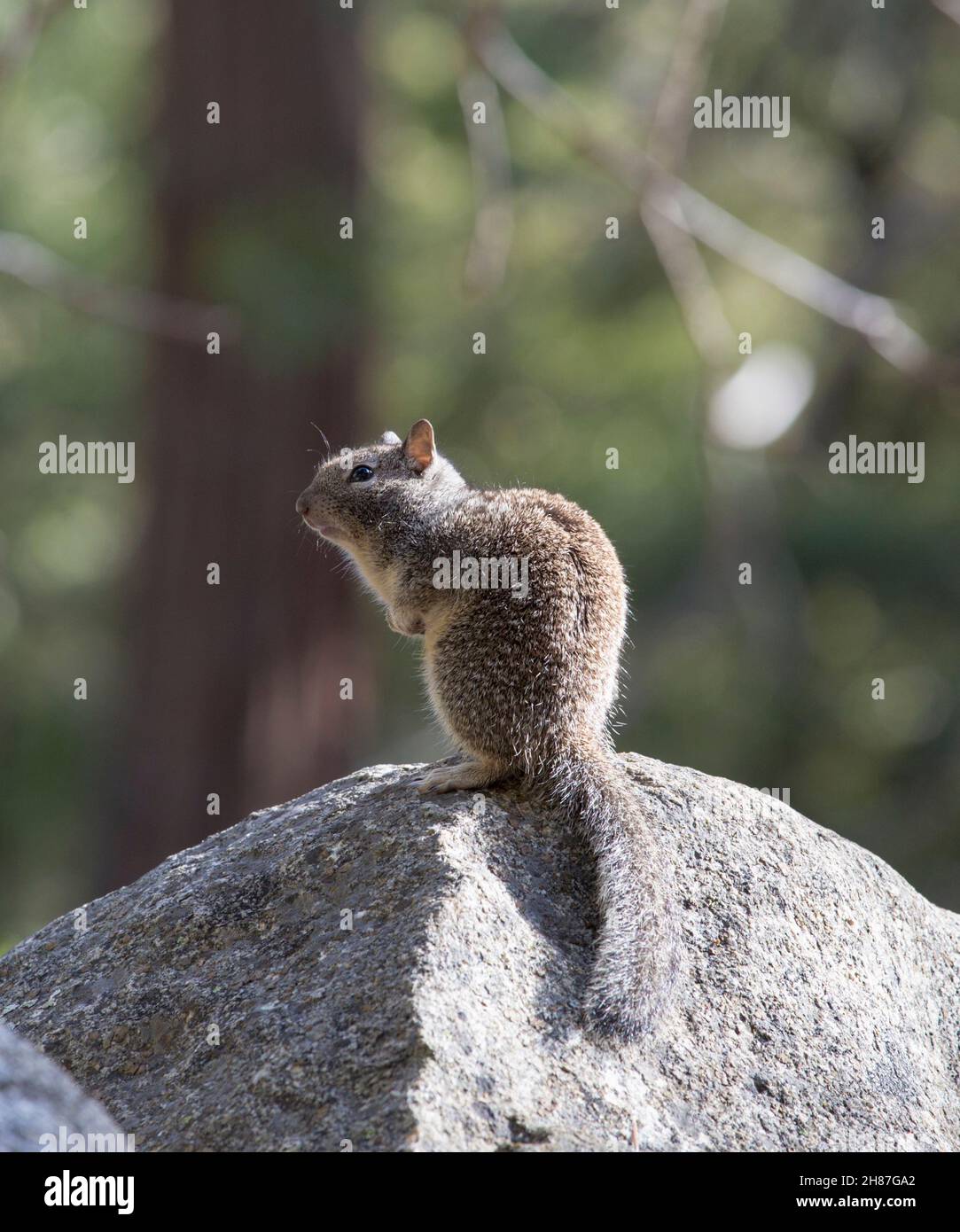 Yosemite National Park, California, USA. Portrait of a California ground squirrel, Otospermophilus beecheyi, perching on granite boulder. Stock Photo