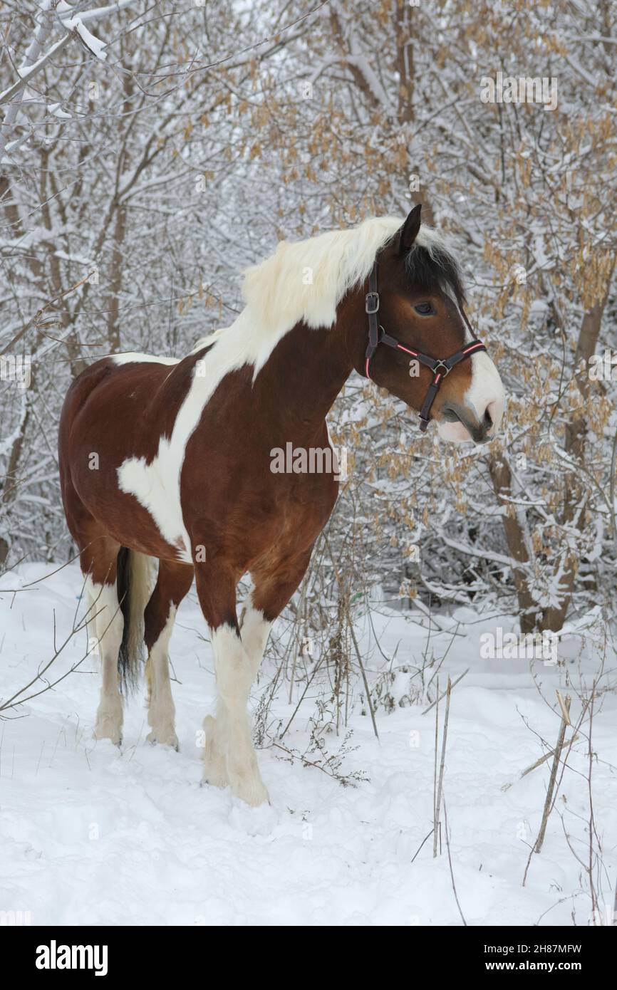 Beautiful paint vanner draft horse in winter snow park Stock Photo