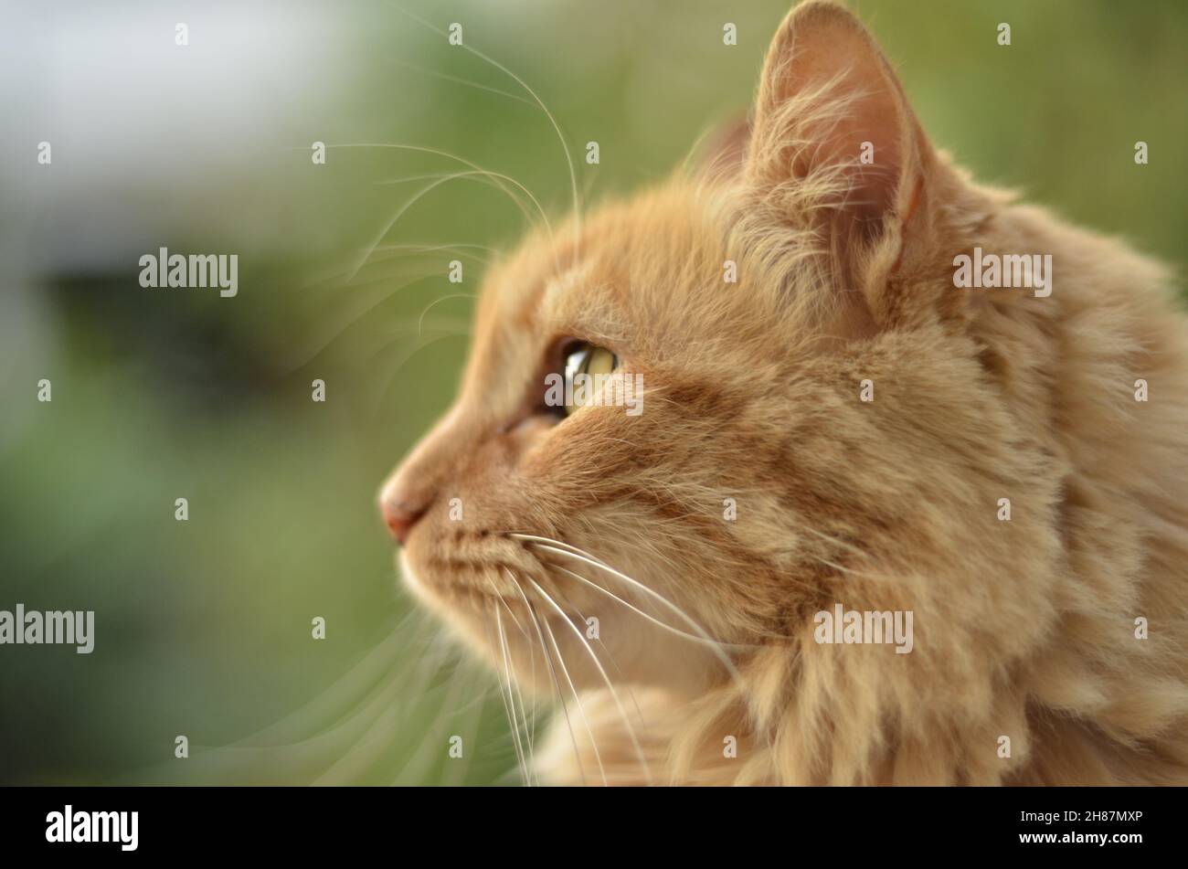 Profil d'un chat roux au regard lumineux Stock Photo