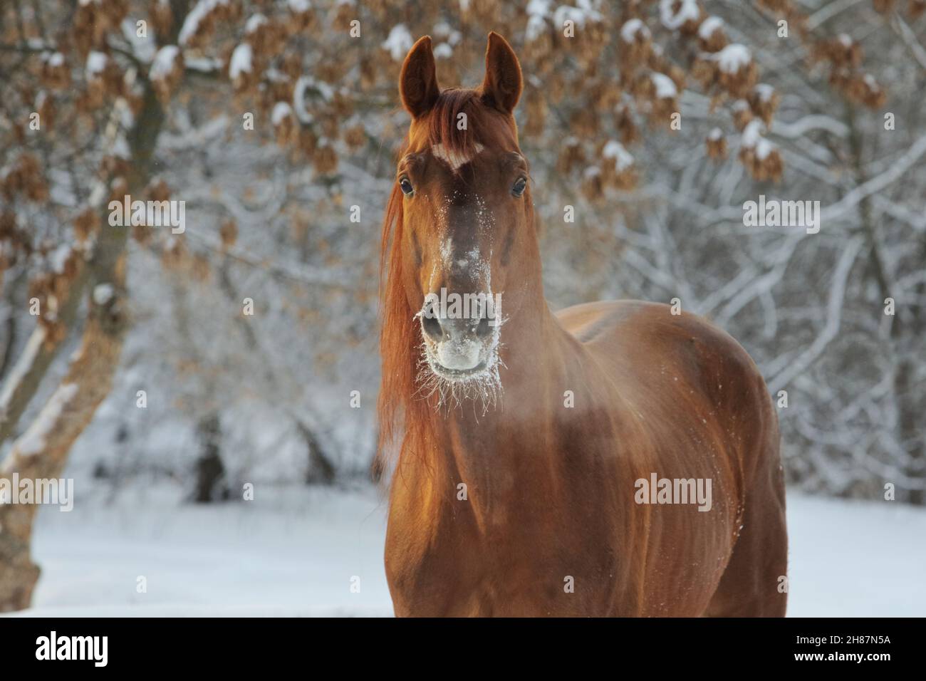 Beautiful racing horse portrait in winter snow park Stock Photo