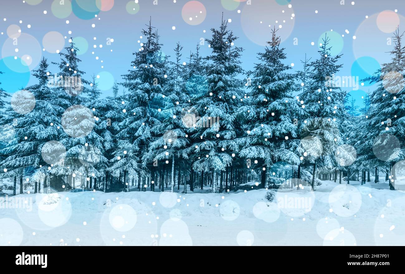 Winter forest landscape with snowy pine trees Stock Photo - Alamy