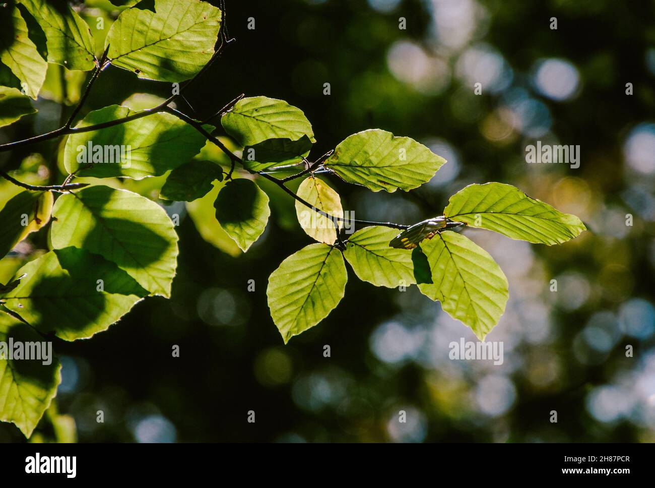 A tree branch with green leaves on a sunny day Stock Photo - Alamy