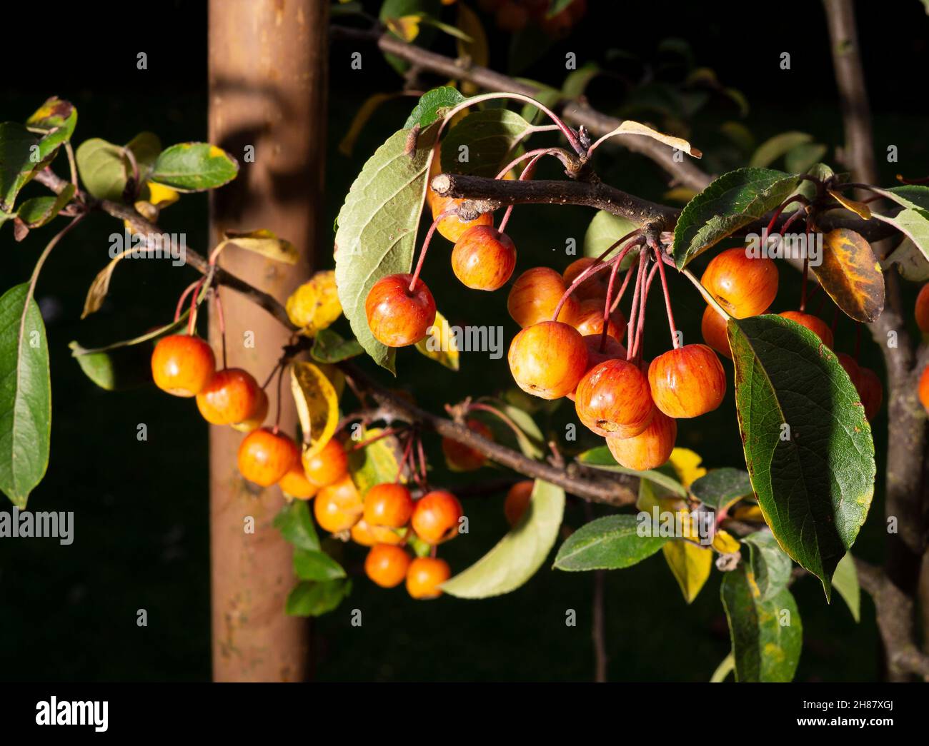 Dwarf crab apple tree hires stock photography and images Alamy