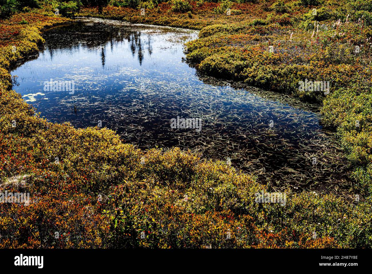 Miscou Island Interpretive Peat Bog Boardwalk Miscou, New Brunswick, CA