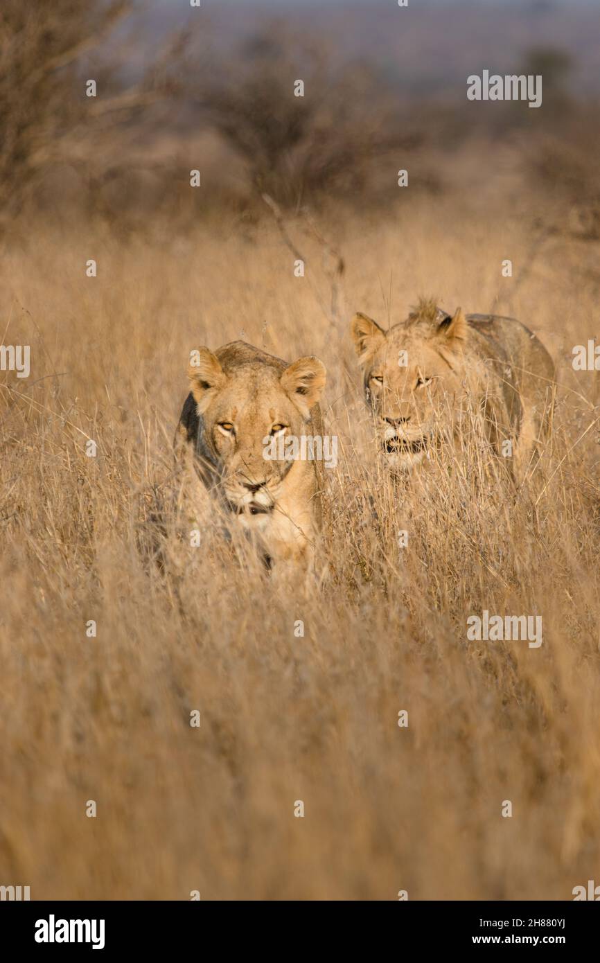 Two lions walking through the dry long grass in the golden morning light, Kruger National Park. Stock Photo