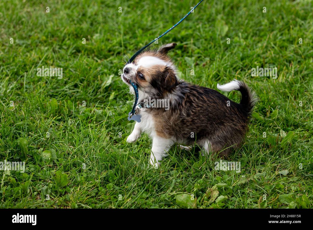 Lead training a very young puppy Stock Photo