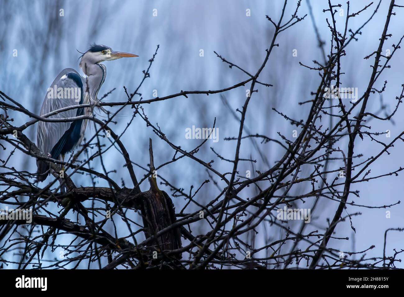 A common grey heron at a little pond called Jacobiweiher next to Frankfurt in Hesse, Germany at a cloudy day in spring. Stock Photo