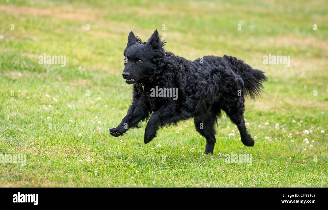 Hungarian Mudi dog Stock Photo