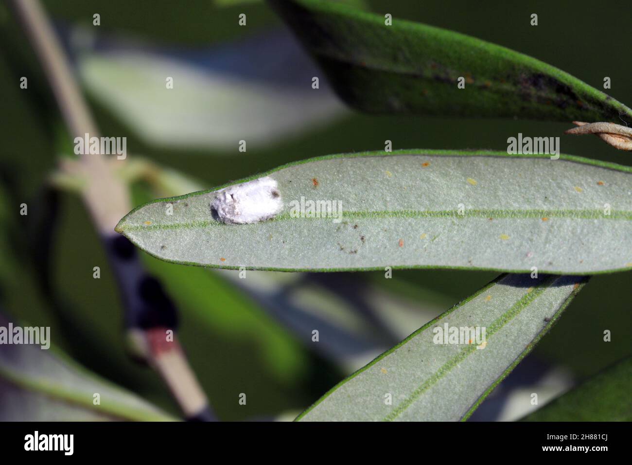 Long-tailed mealybug (Pseudococcus longispinus) on an olive leaf. White cotton secreted by the female hides the eggs. Stock Photo