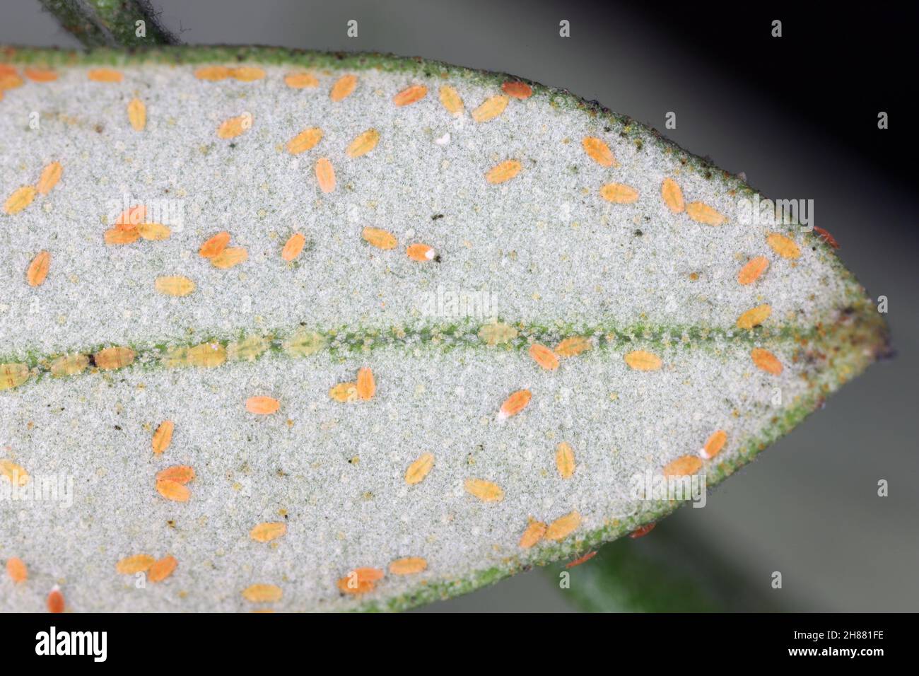 Larvae Of Black Scale Saissetia Oleae Hemiptera Coccidae On The