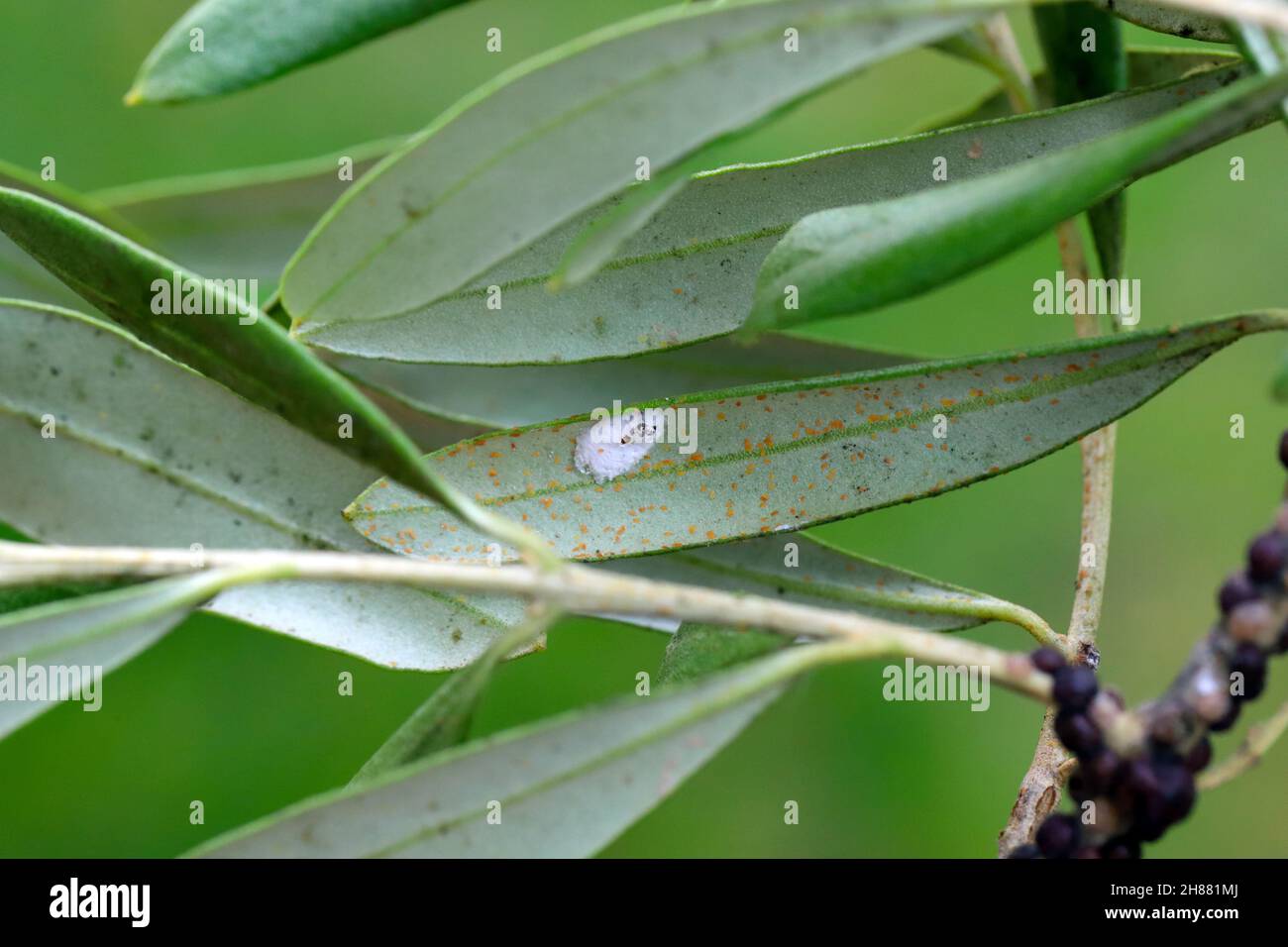 Long-tailed mealybug (Pseudococcus longispinus) on an olive leaf. White cotton secreted by the female hides the eggs. Stock Photo