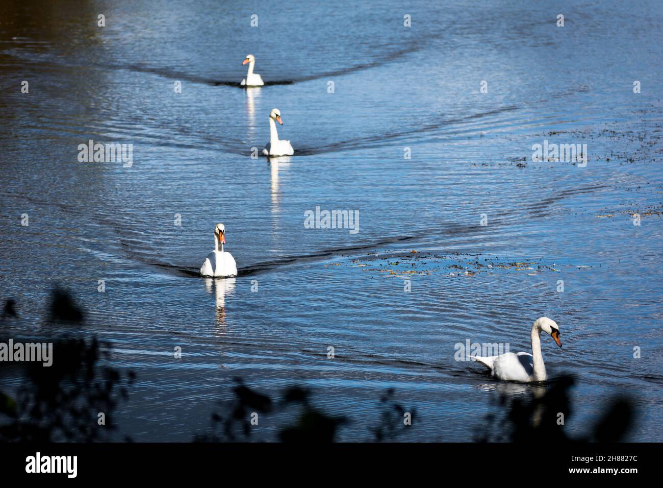 4 Schwäne schwimmen auf Teich Stock Photo