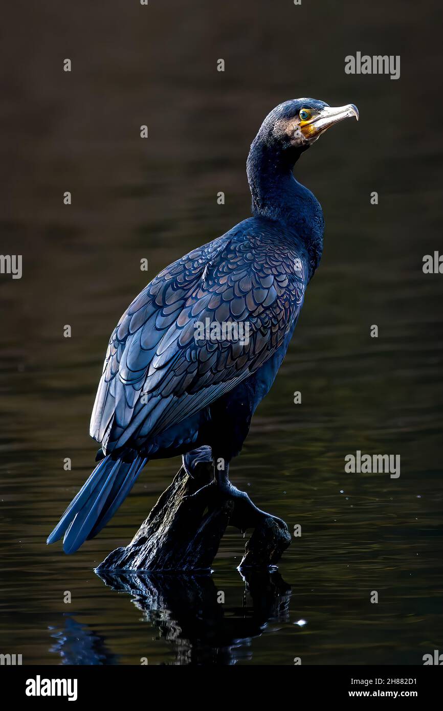 Great black cormorant sitting on a tree in a pond called Jacobiweiher next to Frankfurt, Germany at a sunny evening in winter. Stock Photo