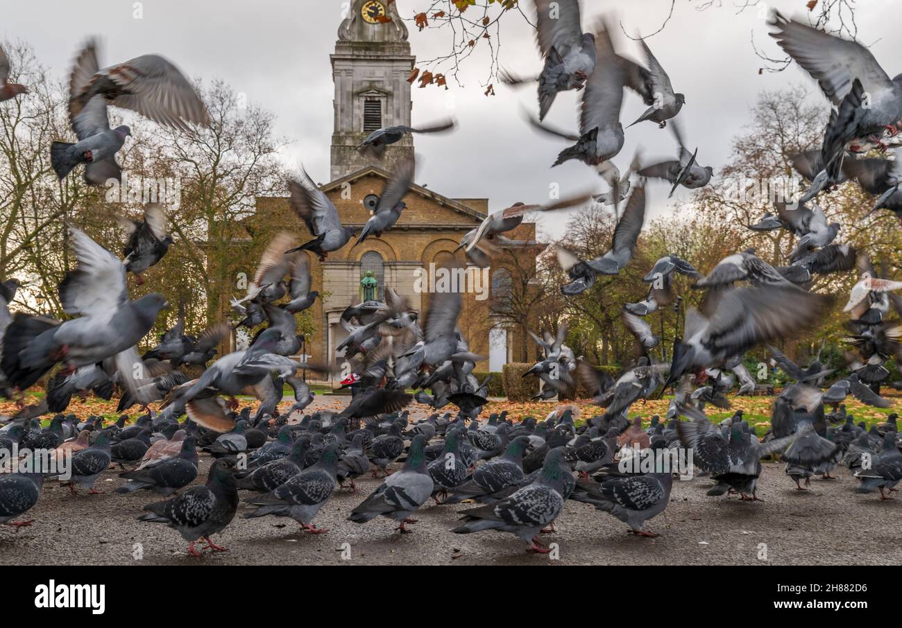 A large group of pigeons on the grounds of St John at Hackney Church in sudden and chaotic fly off in public park on early autumn morning. Stock Photo