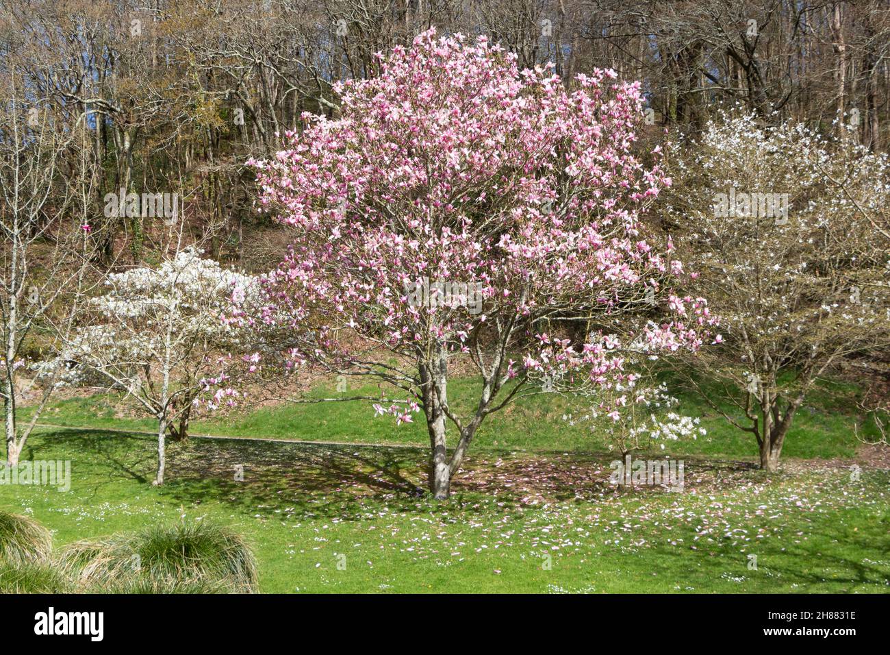Magnolia trees with pink and white flowers in a park during spring ...