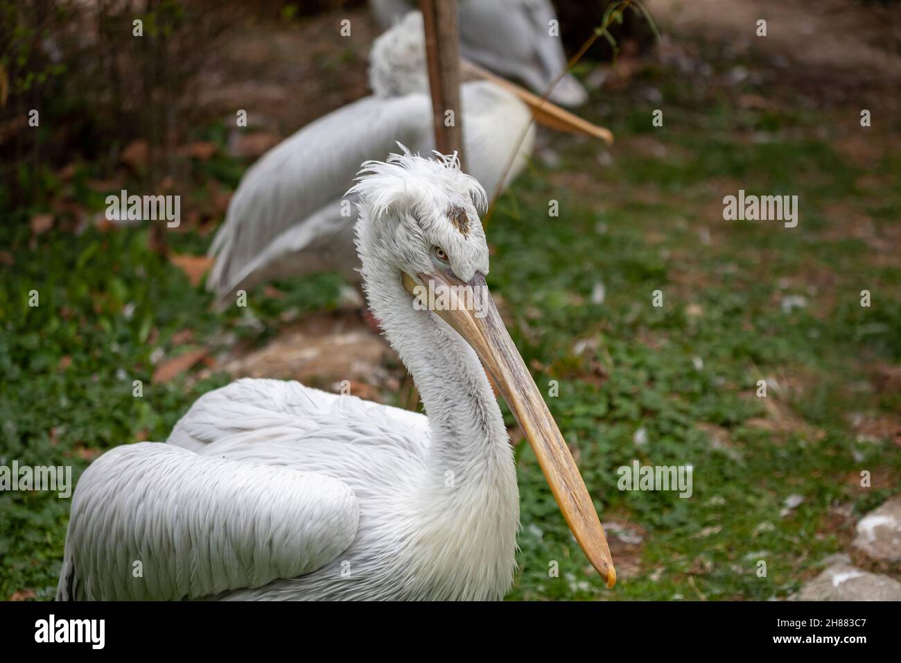Caged wild animals in captivity at ZOO Stock Photo Alamy