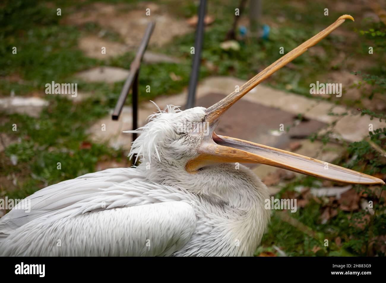 Caged wild animals in captivity at ZOO Stock Photo Alamy