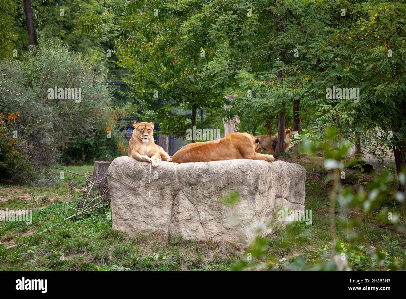 Caged wild animals in captivity at ZOO Stock Photo Alamy