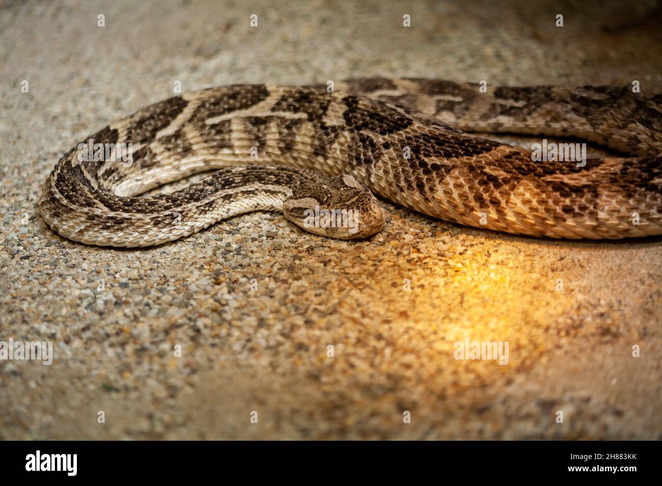 Caged wild animals in captivity at ZOO Stock Photo Alamy