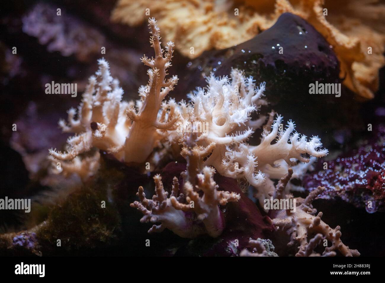 Caged wild animals in captivity at ZOO Stock Photo - Alamy