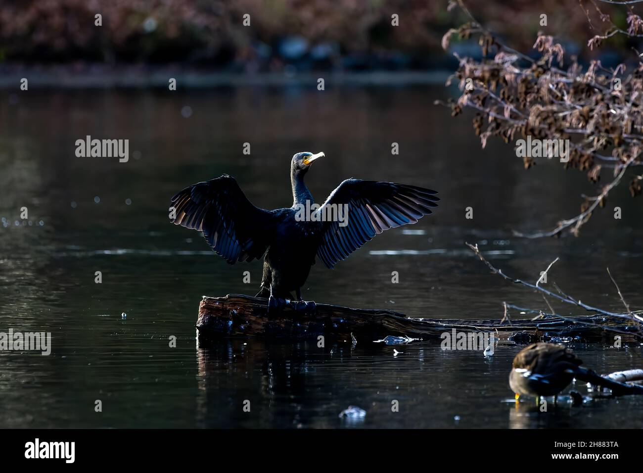 Great black cormorant sitting on a tree in a pond called Jacobiweiher next to Frankfurt, Germany at a sunny evening in winter. Stock Photo