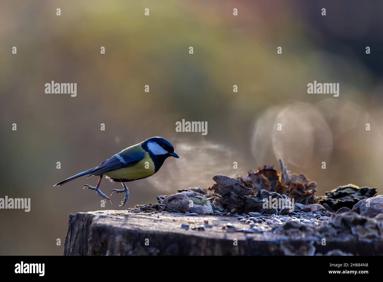 A black tit or also called coal tit at a feeding place at a pond in a natural reserve in Hesse Germany. Looking for food in winter time. Stock Photo