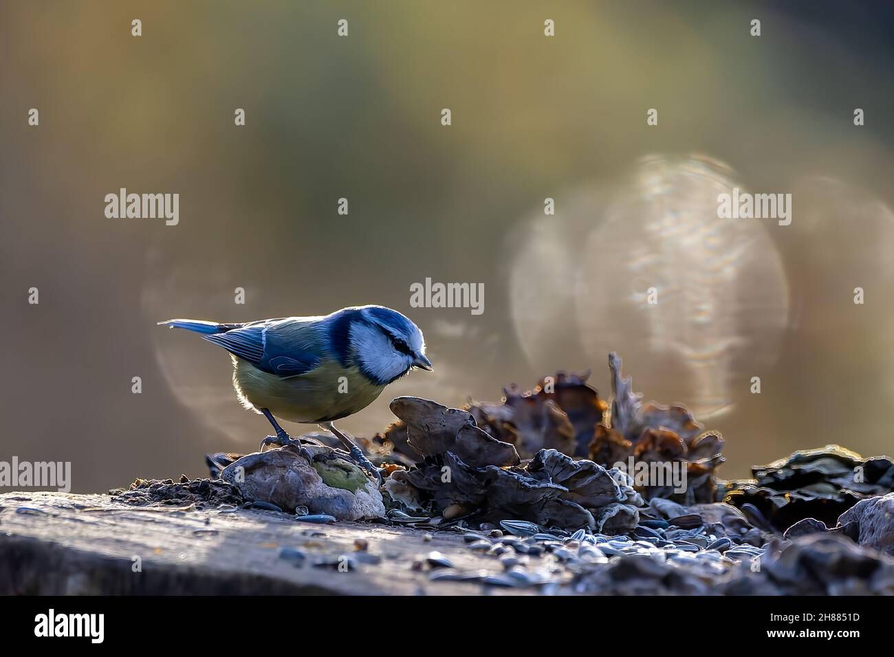 Blue tit at a feeding place at a pond in a natural reserve in Hesse Germany. Looking for food in winter time. Stock Photo
