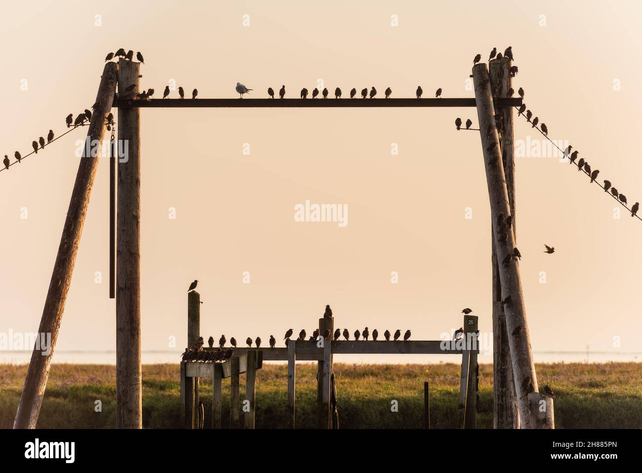 Sturnidae - Starlings perching on Thornham Old Harbour fishing dock ii. Thornham July 2021 Stock Photo