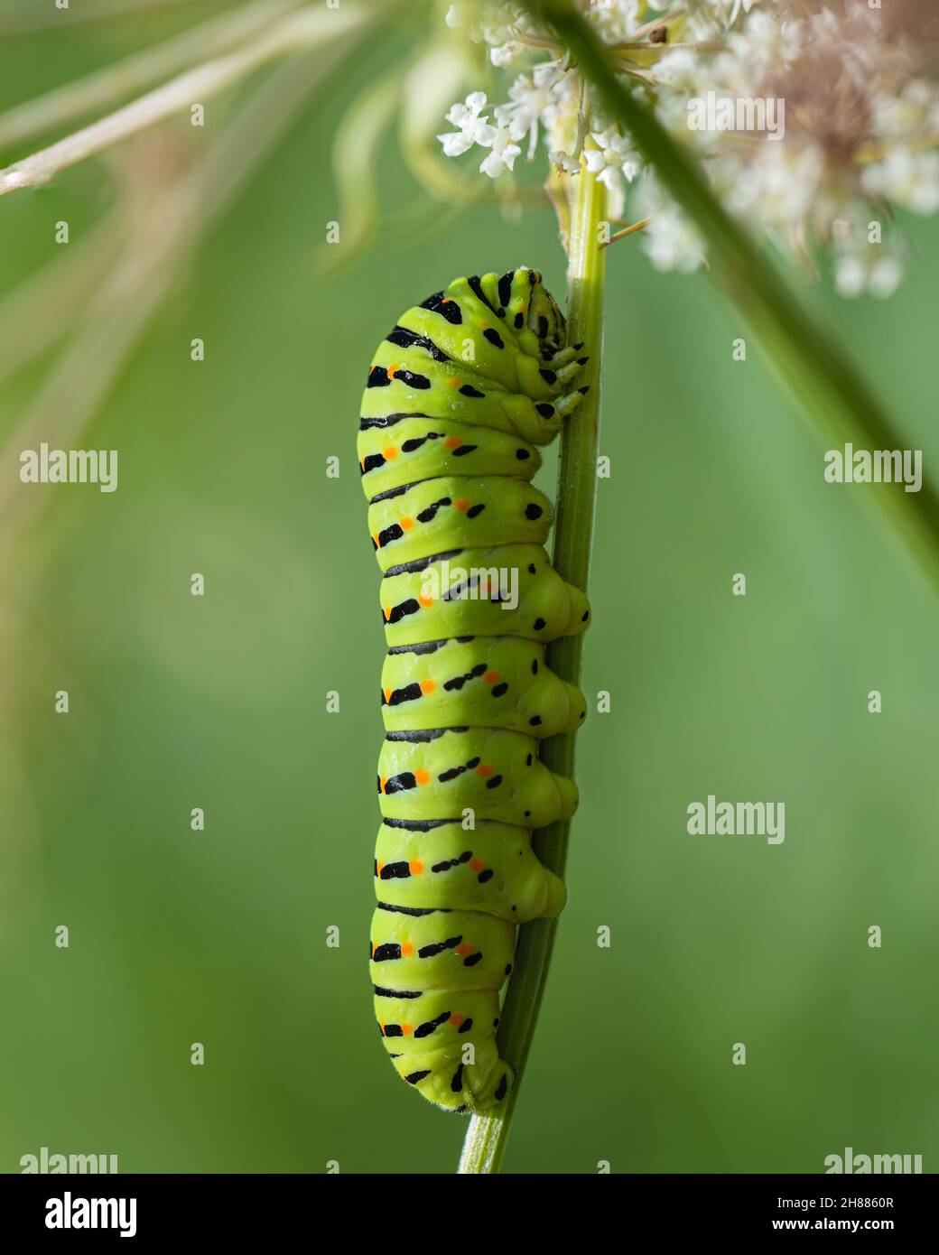 Papilio machaon britannicus - Swallowtail catterpillar on Milk Parsley. August, 2021 Stock Photo
