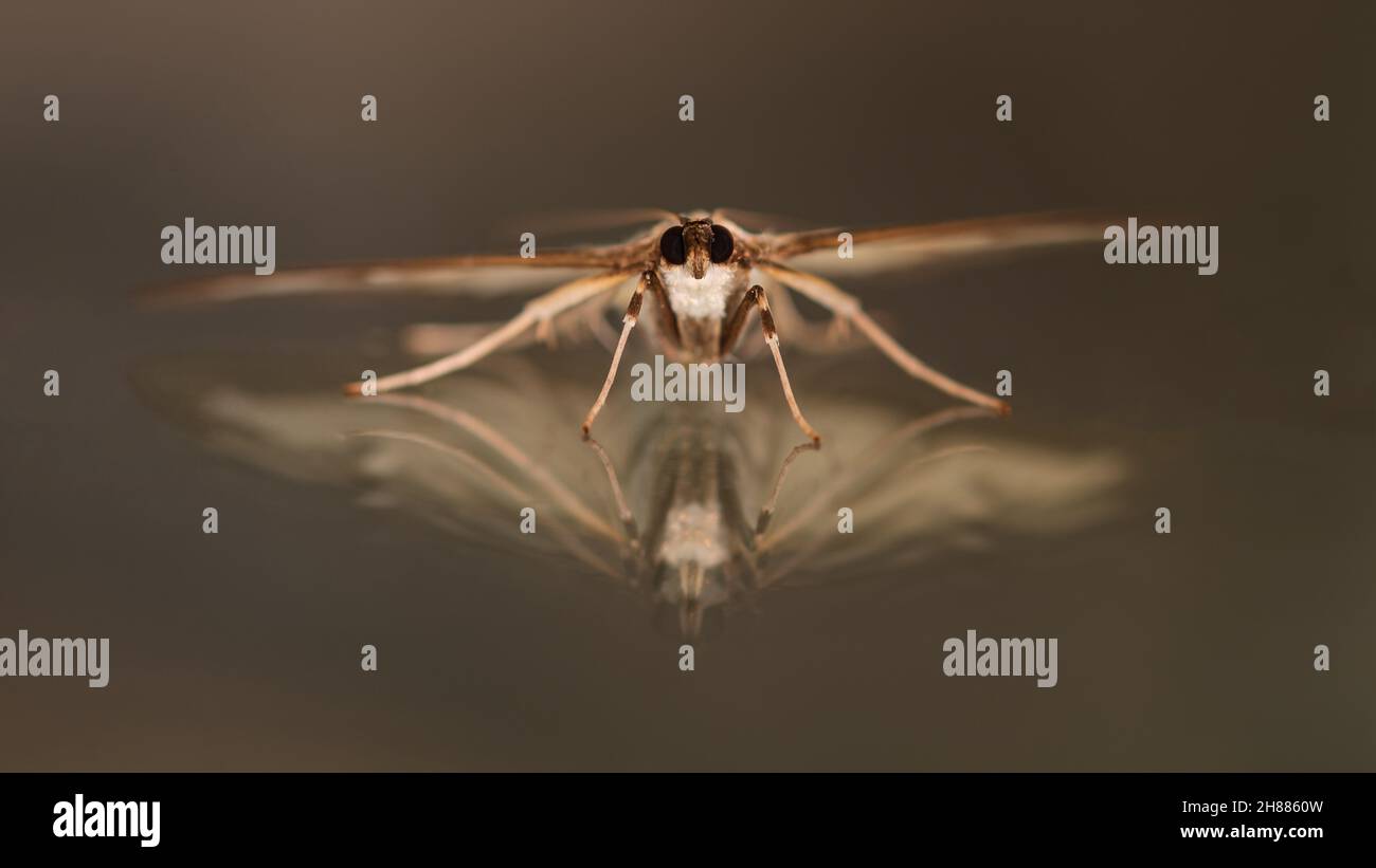 Cydalima perspectalis - Box Tree Moth portrait, reflection on glass. August, 2021 Stock Photo