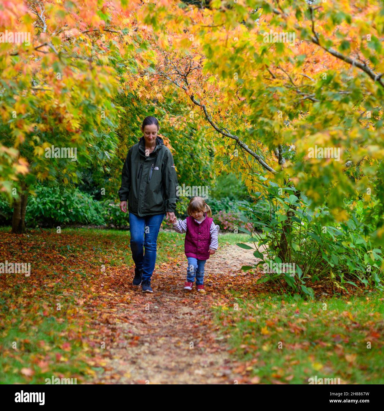 Woman and child walking through autumn leaves Stock Photo - Alamy