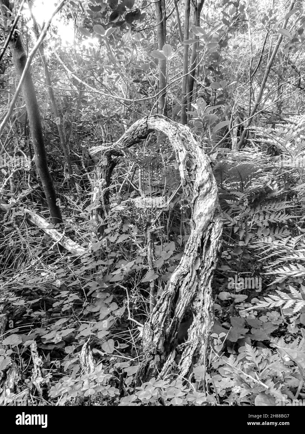 Afrotemprate Black and White Stock Photos & Images Alamy